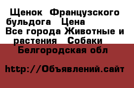 Щенок  Французского бульдога › Цена ­ 35 000 - Все города Животные и растения » Собаки   . Белгородская обл.